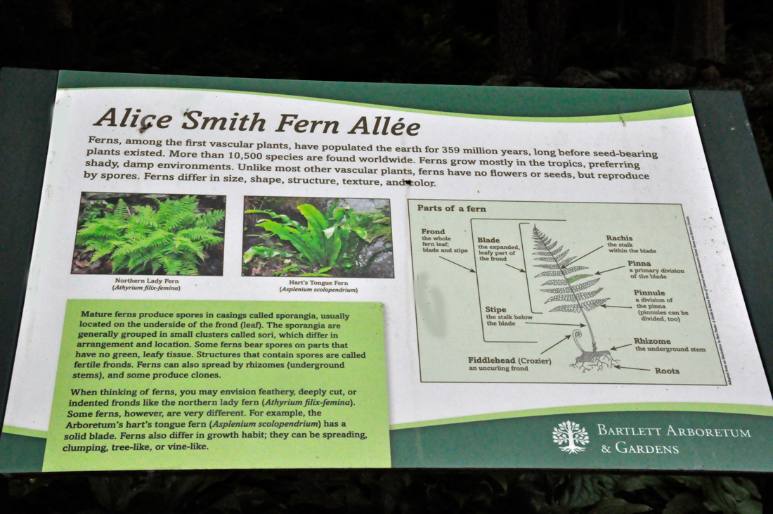 Alice Smith Fern Allee